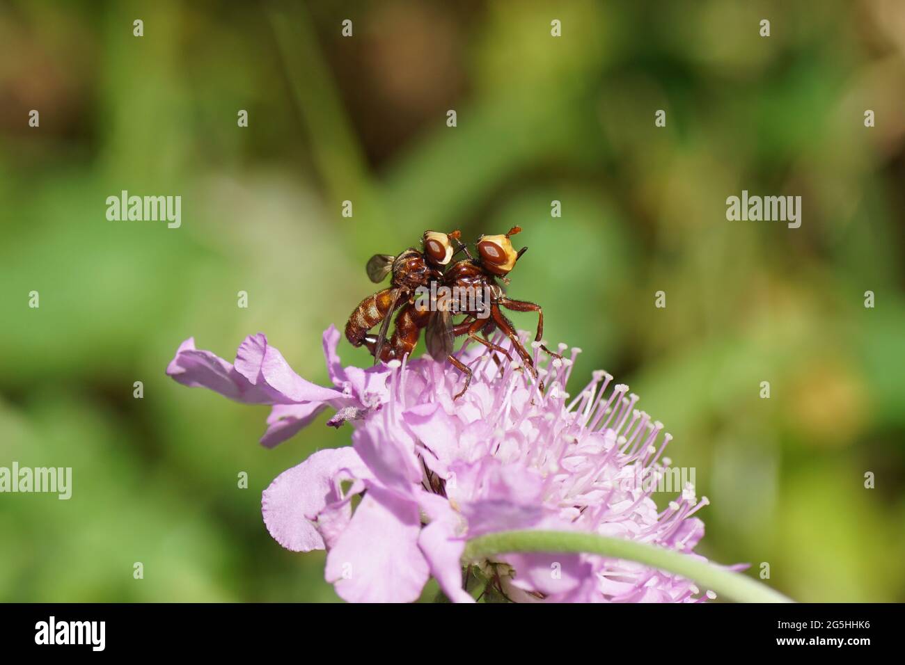 Mating thick-headed flies Sicus ferrugineus. Family Thick-headed flies, Conopid flies (Conopidae). On a flower of field Scabious (Knautia arvens Stock Photo