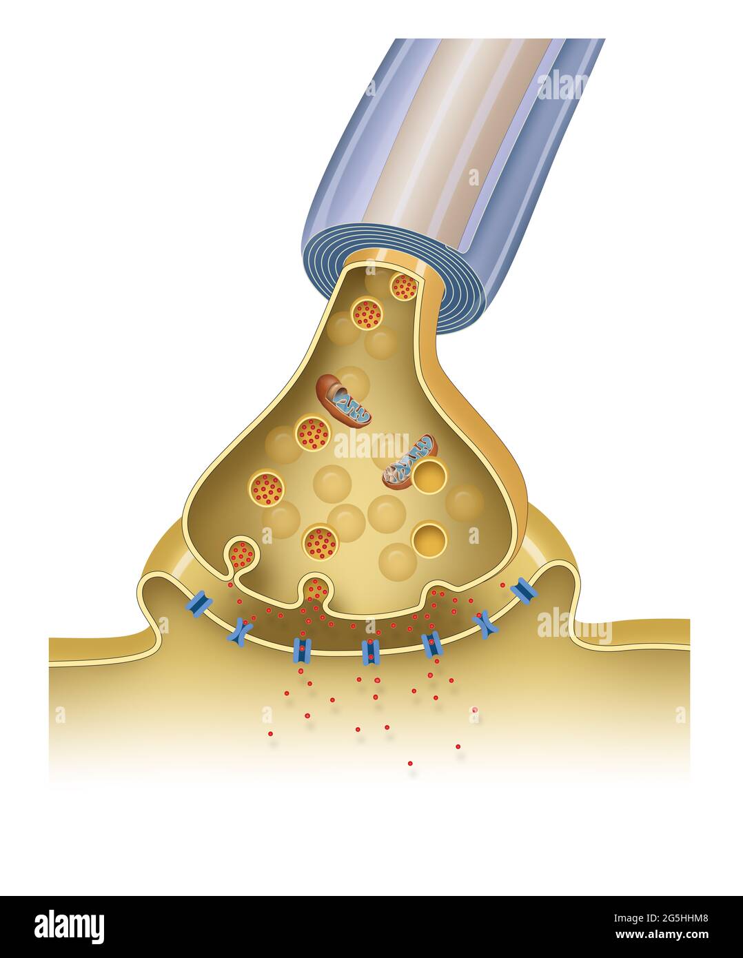 Synaptic transmission. Structure of a typical chemical synapse Stock Photo