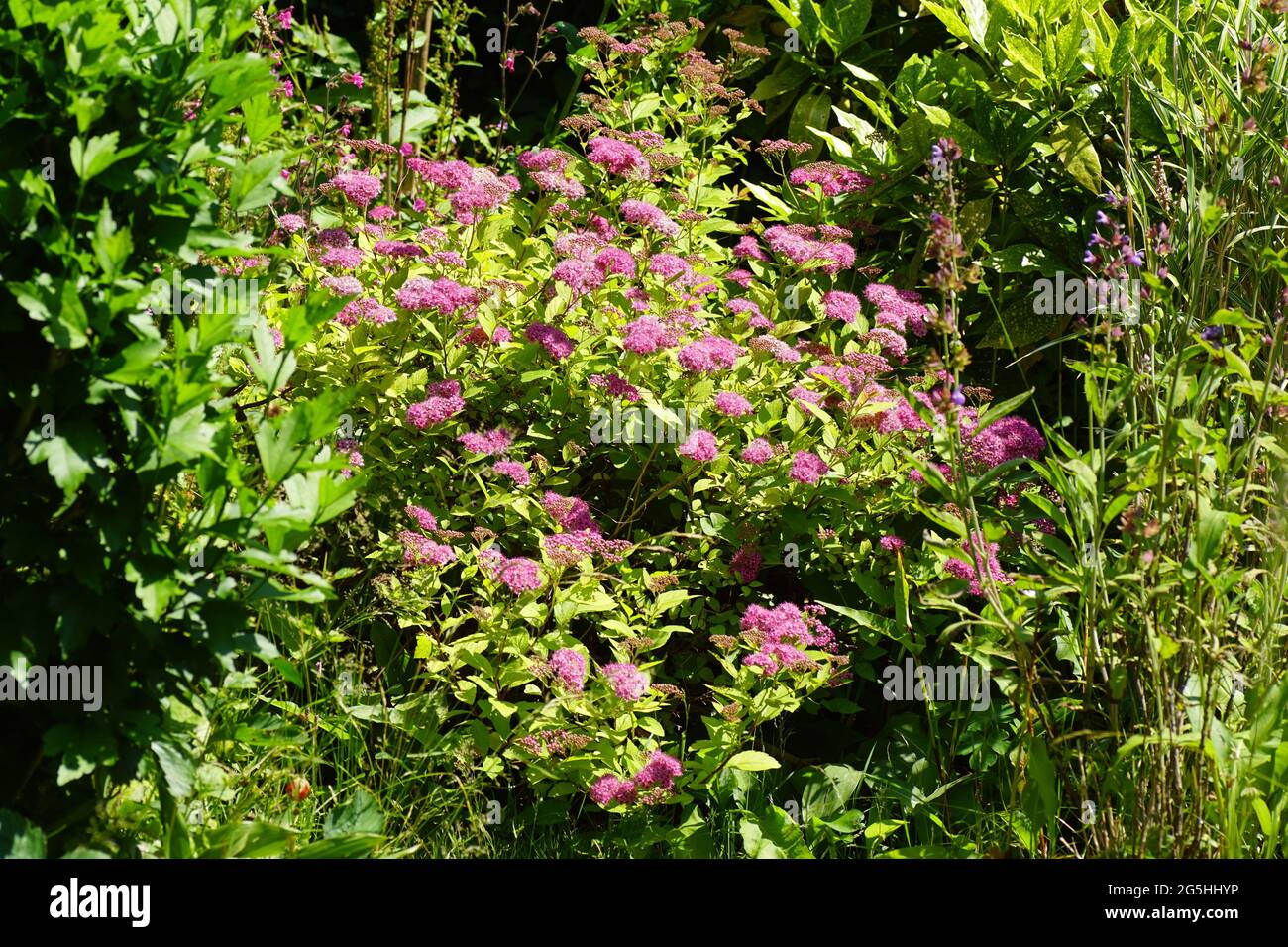 Flowering Japanese spirea (Spirea Japonica 'Goldflame'). Rose family (Rosaceae). In a Dutch garden June. Stock Photo