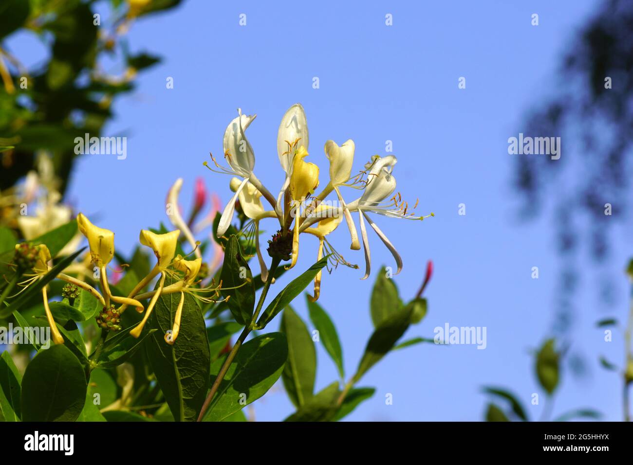 Flowering Lonicera periclymenum, common names honeysuckle, common honeysuckle, European honeysuckle, or woodbine. Family Caprifoliaceae. Dutch garden Stock Photo