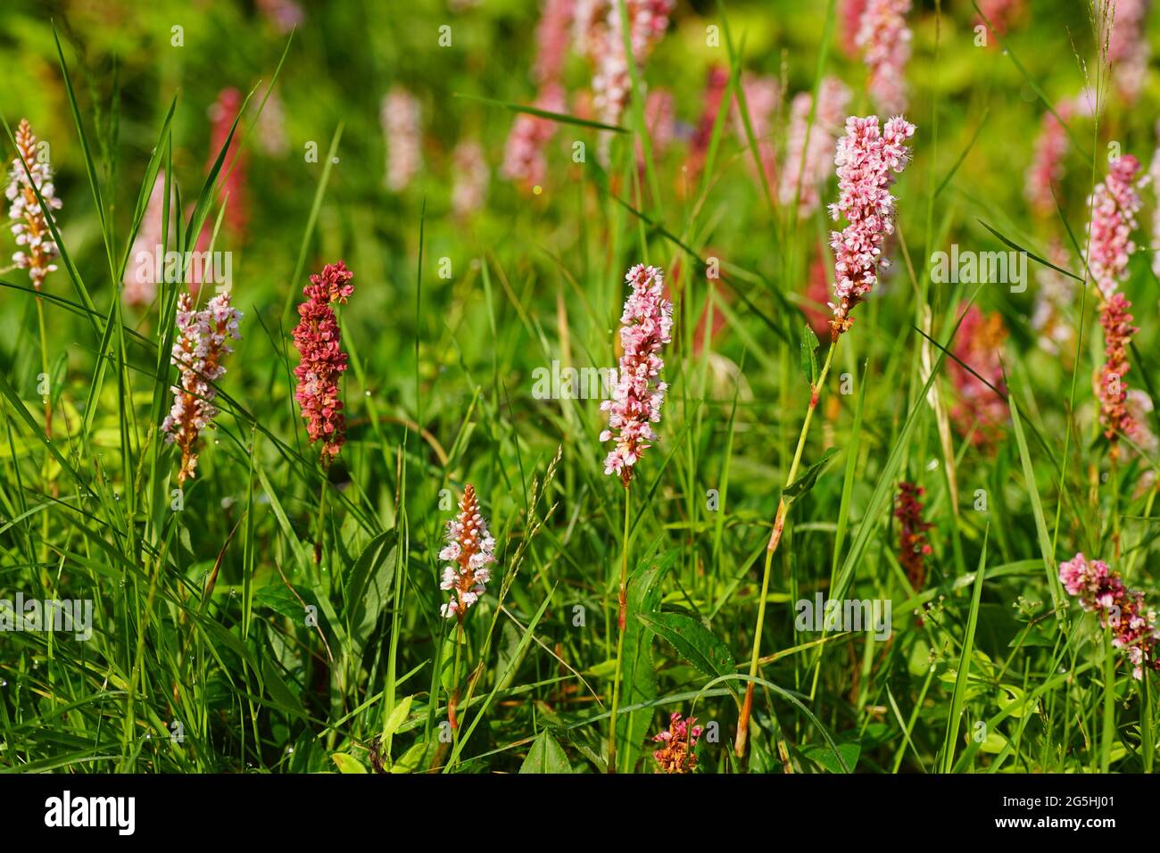 Pink flowering Knotweed, knotgrass (Polygonum affine). Knotweed family (Polygonaceae). Dutch garden, June. Stock Photo