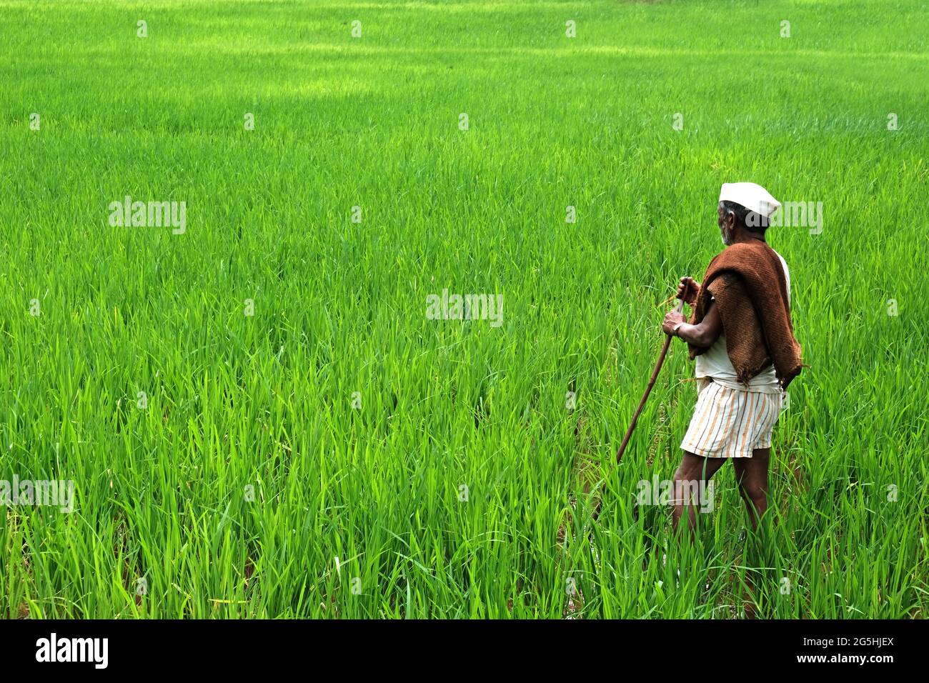 Bhor, Maharashtra, India - July 2019, A old age man in white shirt standing in the field carrying wooden stick. Stock Photo