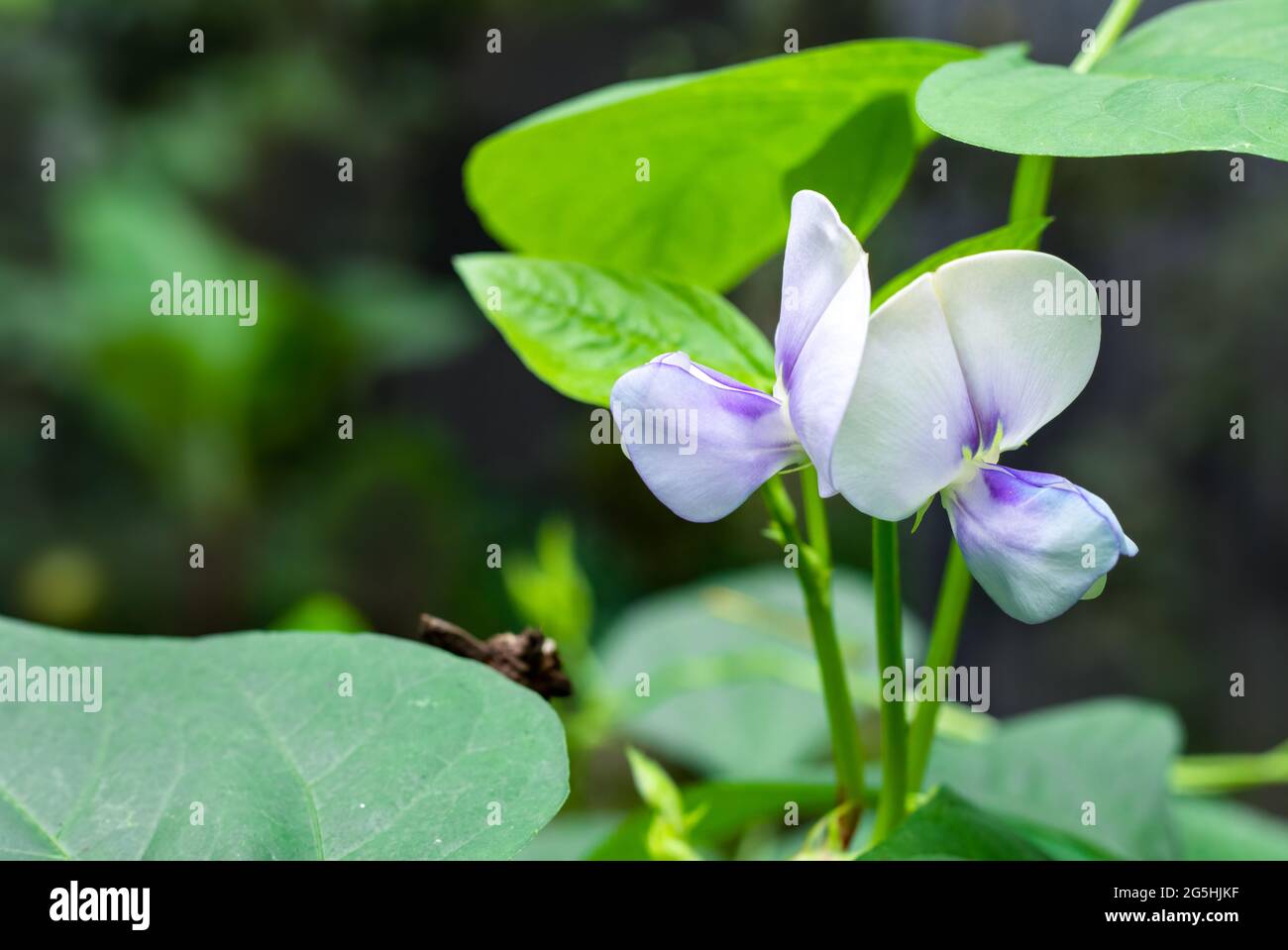 Fully bloomed long bean flowers with green leaves inside of an