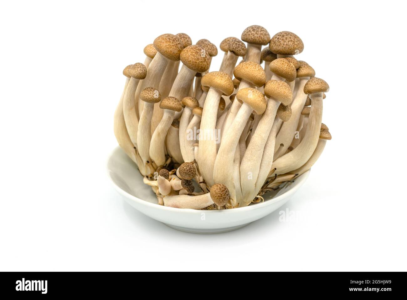 Close up Bunch of brown beech mushrooms or Shimeji mushroom or Bunna-shimeji in white small plate on white background. Stock Photo
