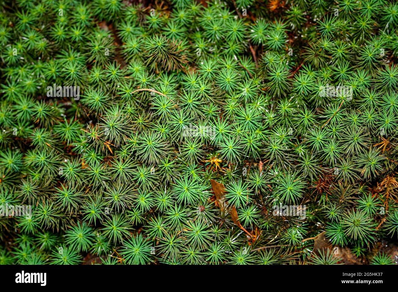 Green ground cover small leaves hi-res stock photography and images - Alamy