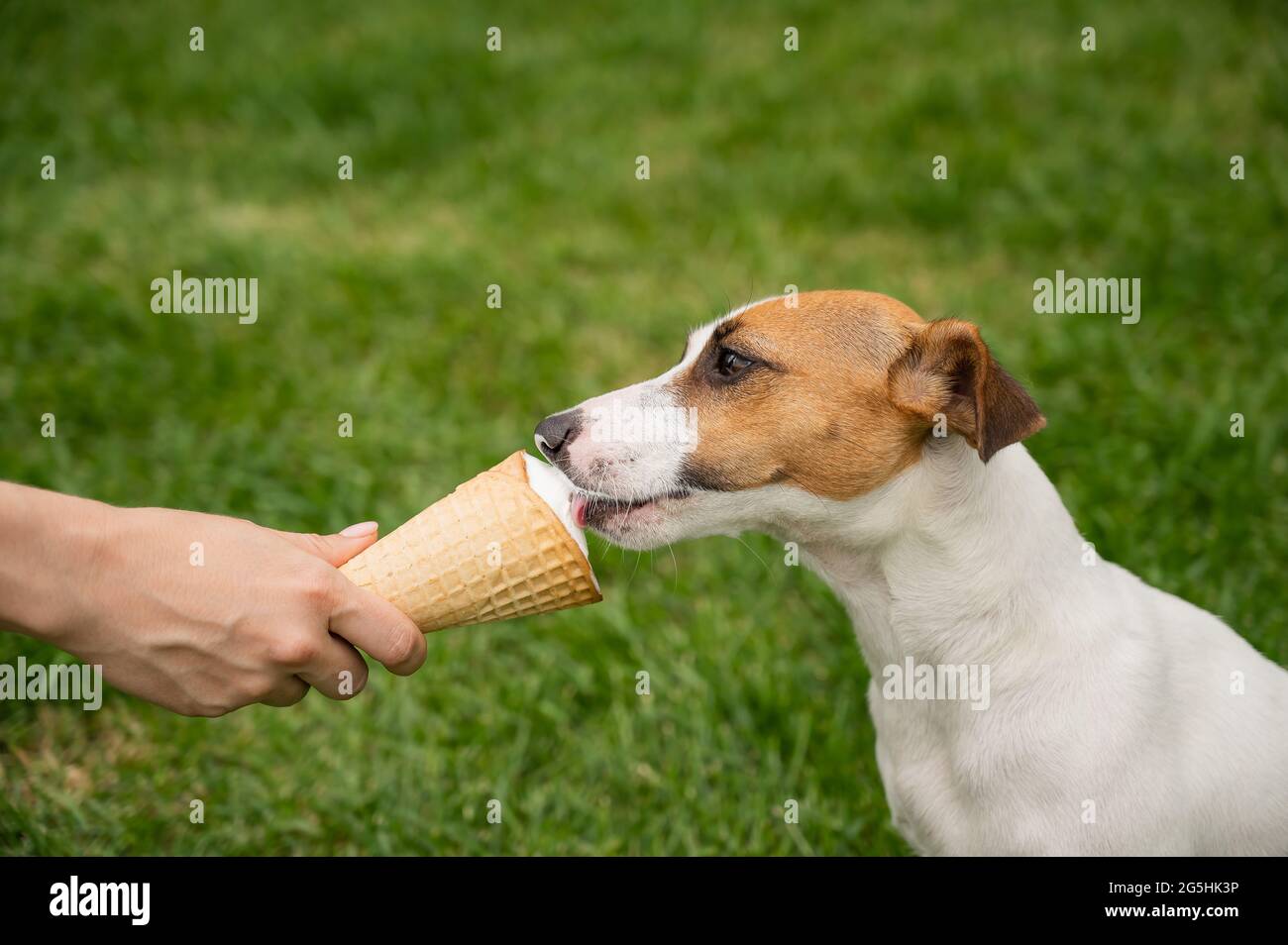Can Dogs Eat Ice Cream Cones