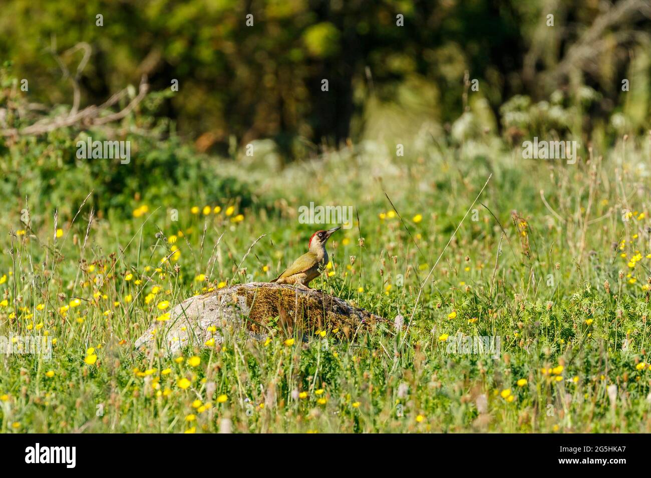 European green woodpecker on a stone in a meadow Stock Photo