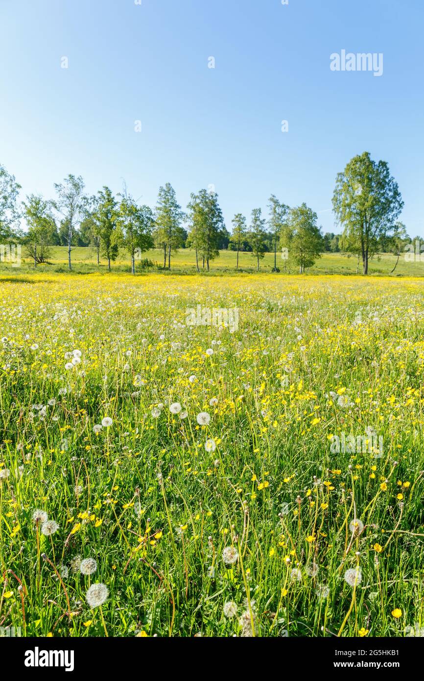Flowering summer meadow in a rural landscape Stock Photo - Alamy