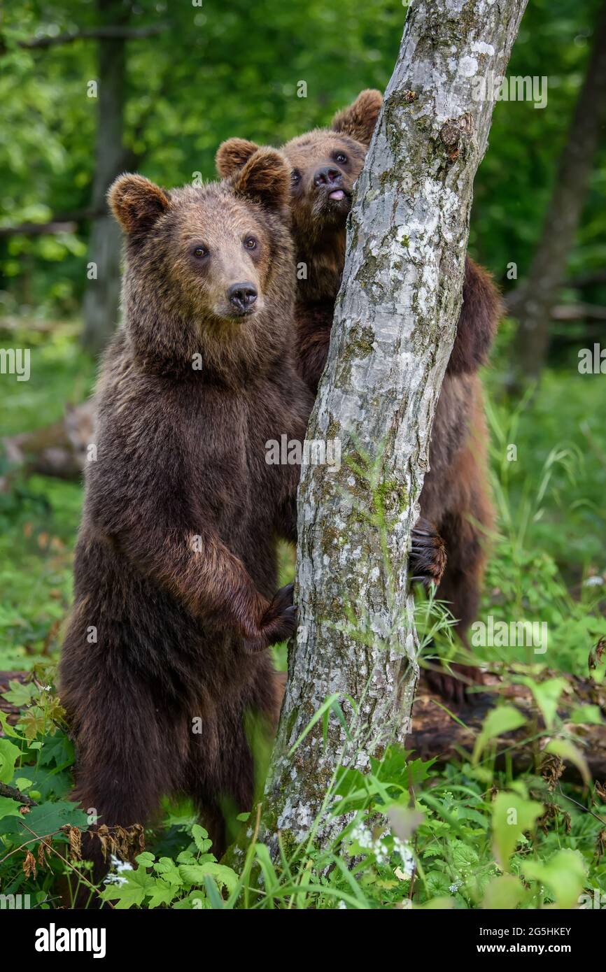 Wild Brown Bear (Ursus Arctos) leans against a tree in the summer forest. Animal in natural habitat. Wildlife scene Stock Photo