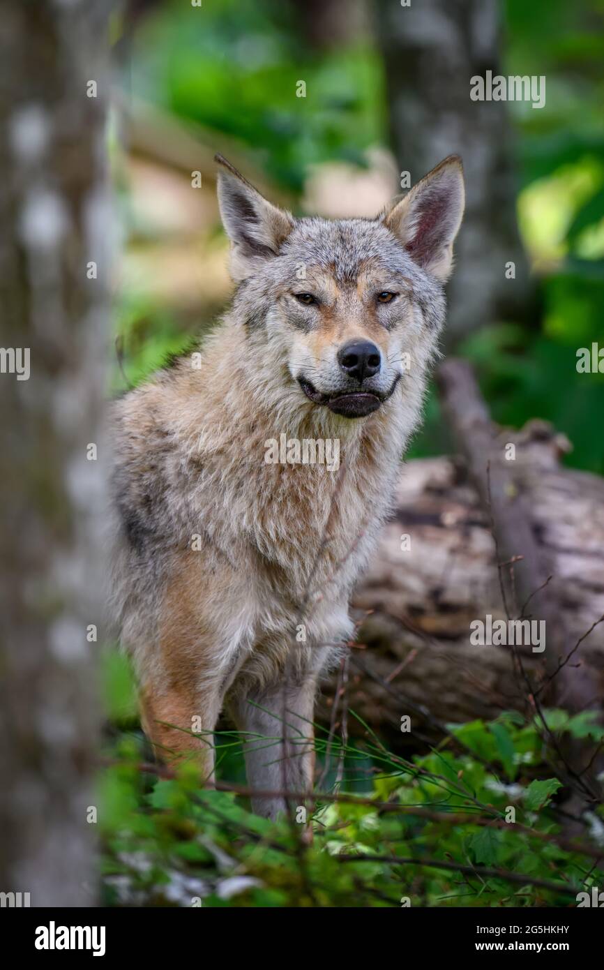 Wolf portrait in summer forest. Wildlife scene from nature. Wild animal ...