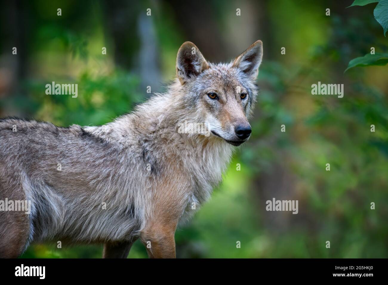 Wolf portrait in summer forest. Wildlife scene from nature. Wild animal ...