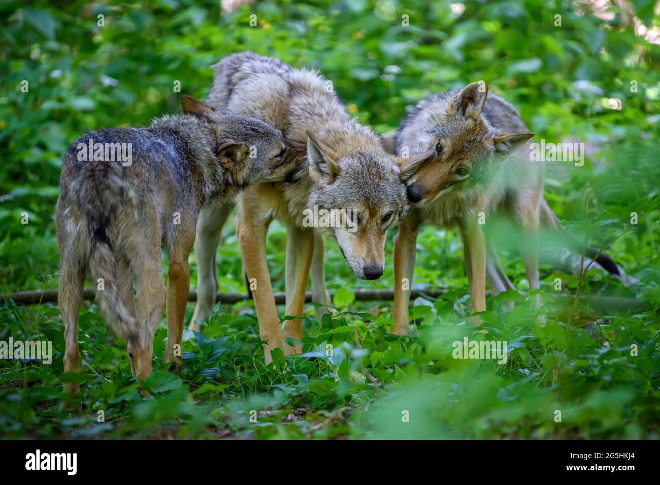Close Wolf in summer forest. Wildlife scene from nature. Wild animal in ...