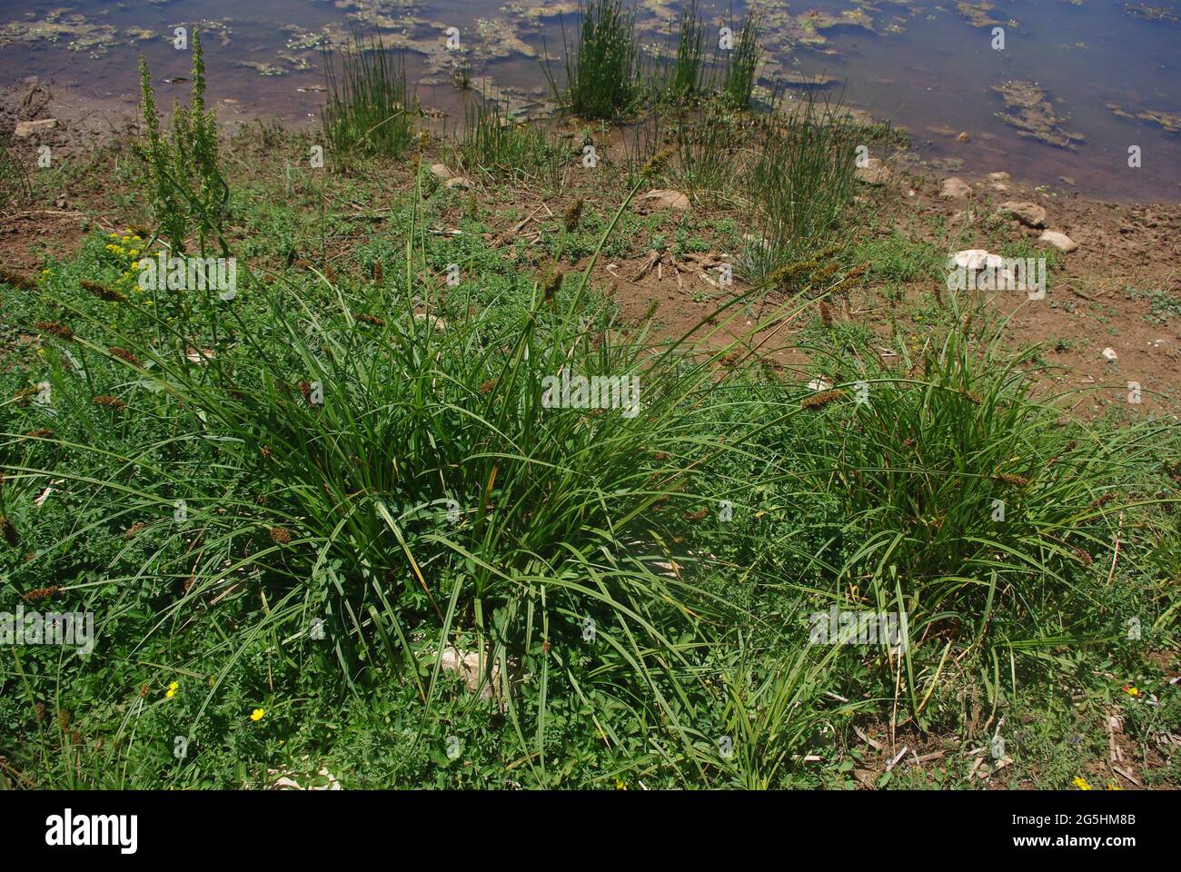 Carex elata (Bowles Golden Sedge, European tussock sedge, Sedges, Tufted Grass, Tufted Sedge) Stock Photo