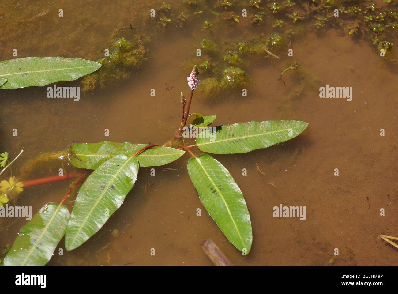 Persicaria amphibia (syn. Polygonum amphibium), knotweed family, common names: longroot smartweed, water knotweed, water smartweed, amphibious bistort Stock Photo