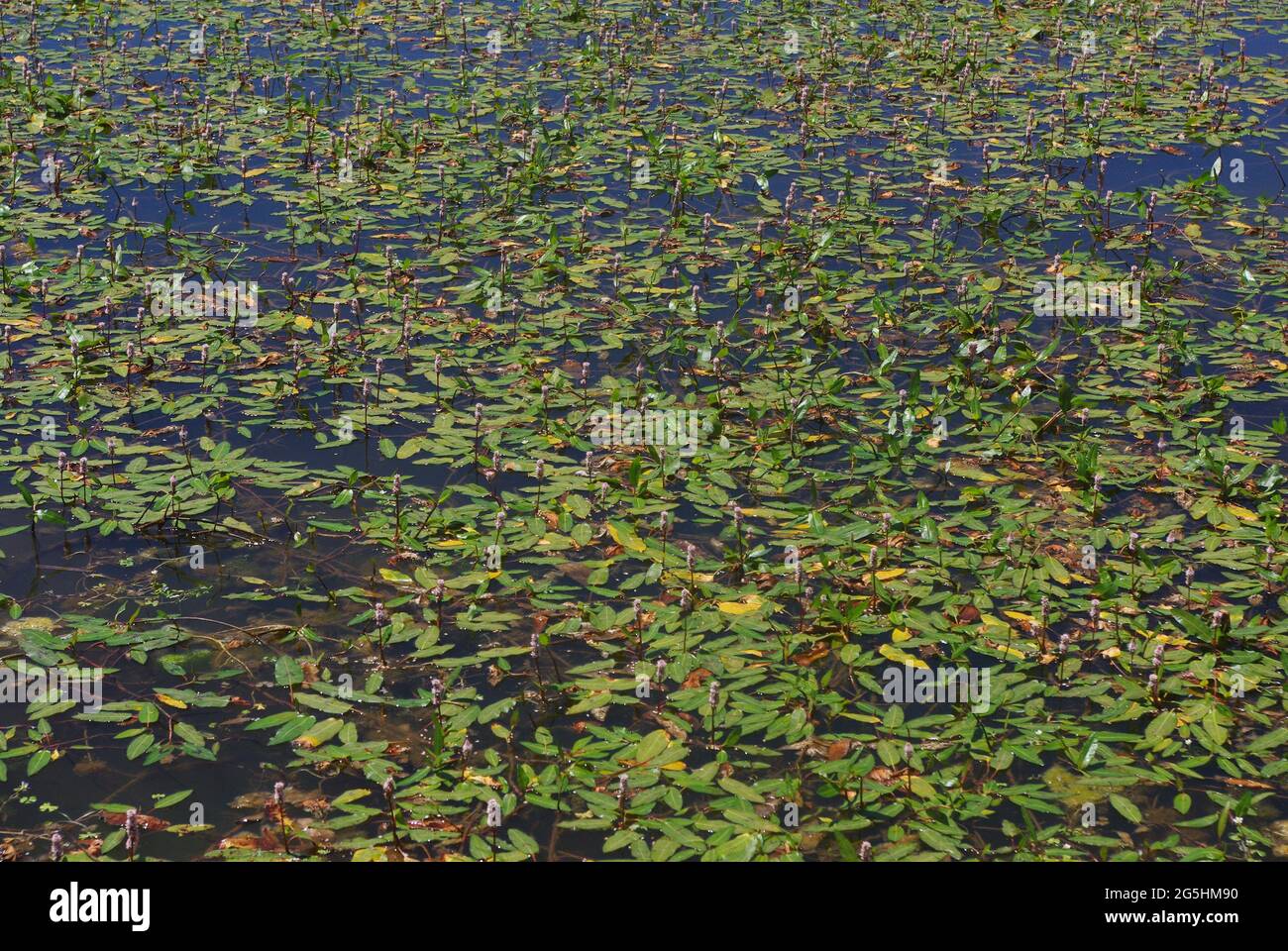 Persicaria amphibia (syn. Polygonum amphibium), knotweed family, common names: longroot smartweed, water knotweed, water smartweed, amphibious bistort Stock Photo