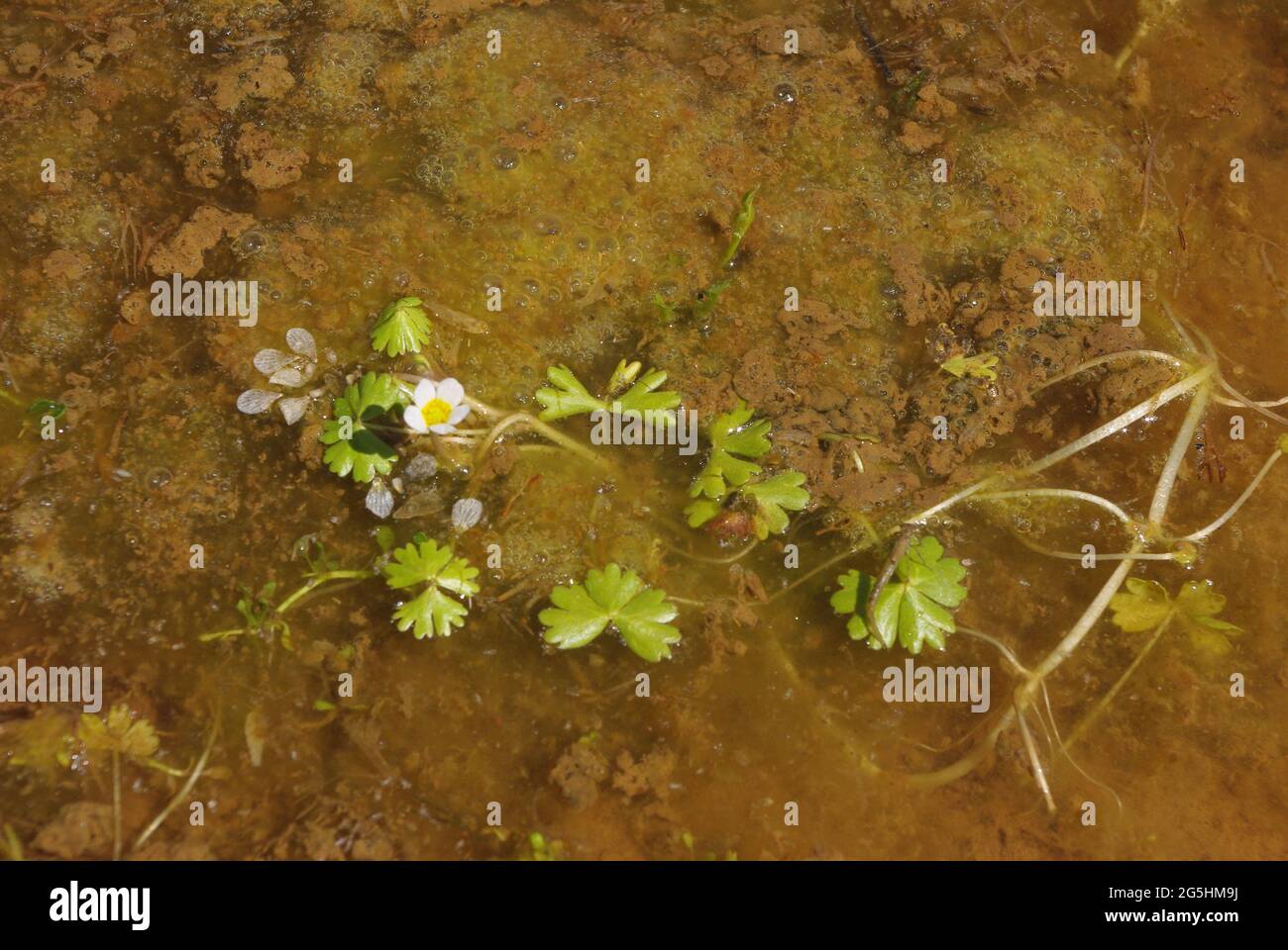 Ranunculus aquatilis, the common water-crowfoot or white water-crowfoot Stock Photo