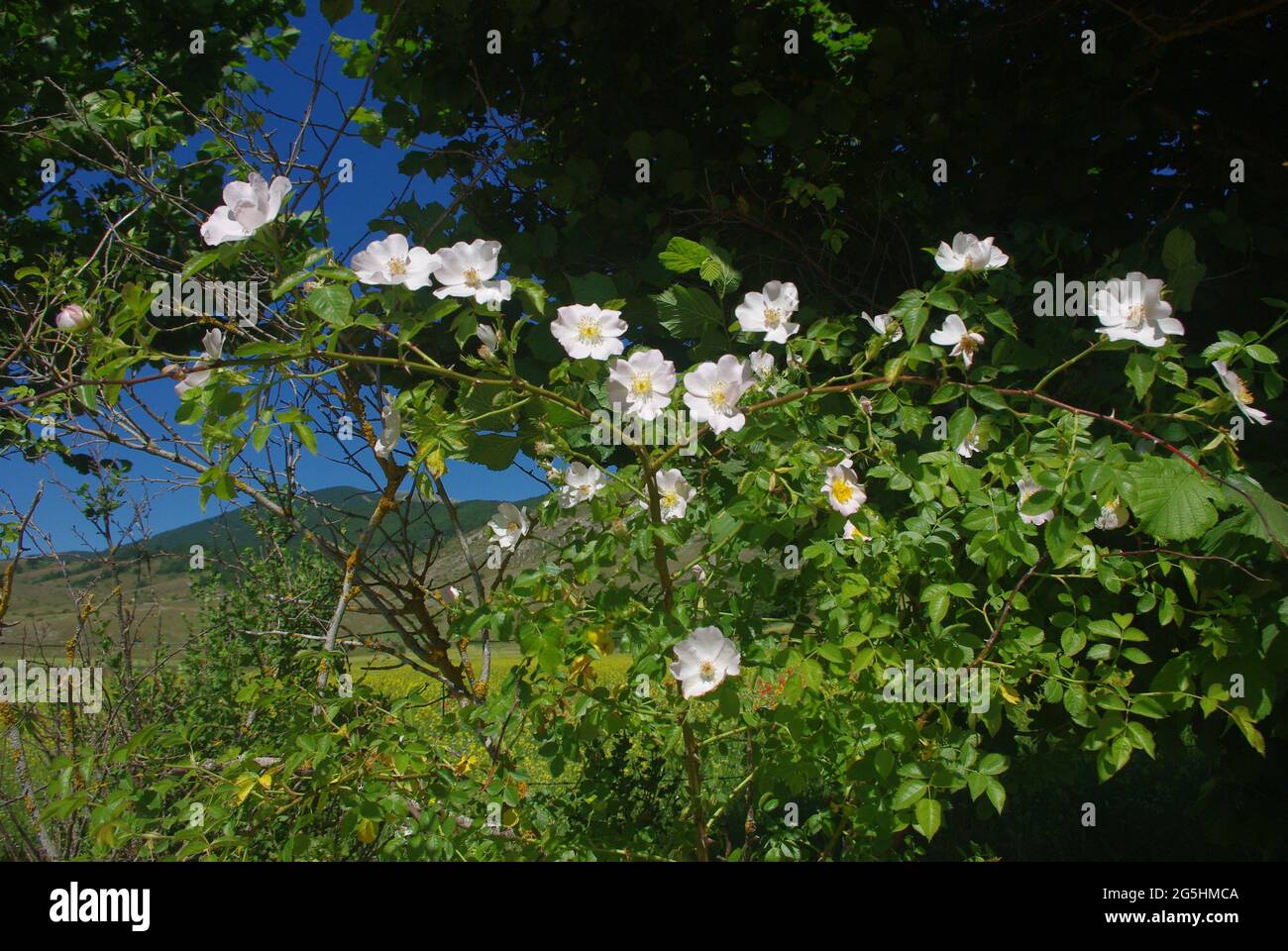 Arctic rose hi-res stock photography and images - Alamy