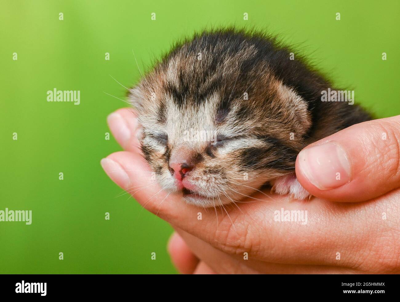 Sieversdorf, Germany. 27th June, 2021. A kitten about ten days old is held  in one hand. The eyes of the kitten are still closed. About two to three  weeks after birth the