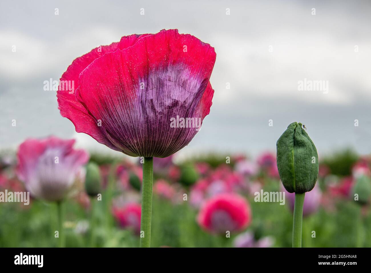 a view looking up at an opium poppy in flower and a new bud next to it yet to flower. In the background is the out of focus poppy field Stock Photo