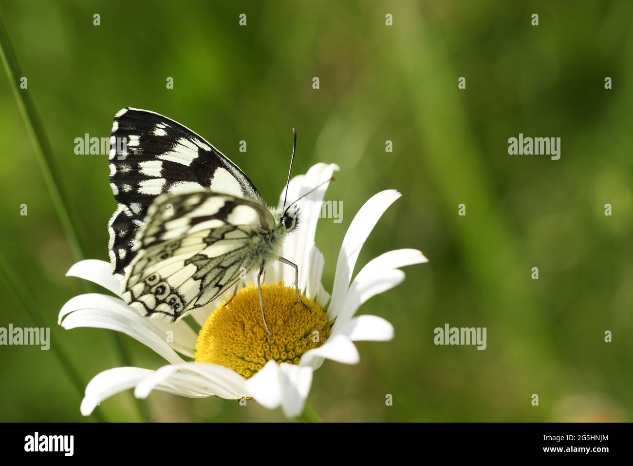 A Marbled White Butterfly, Melanargia galathea, perching on an Ox-eye Daisy wildflower in a meadow. Stock Photo