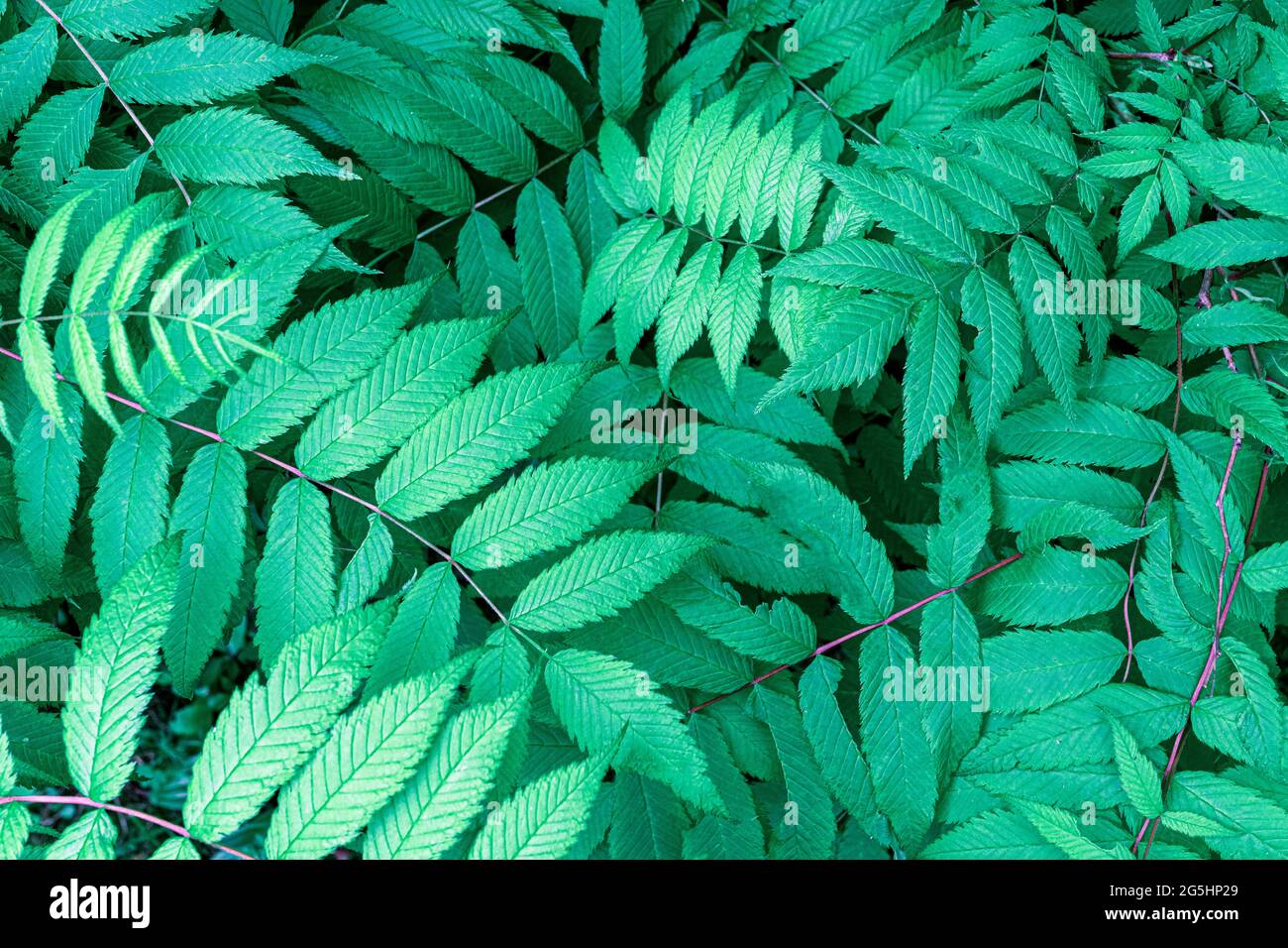 Green summer spring leaves hi-res stock photography and images - Alamy