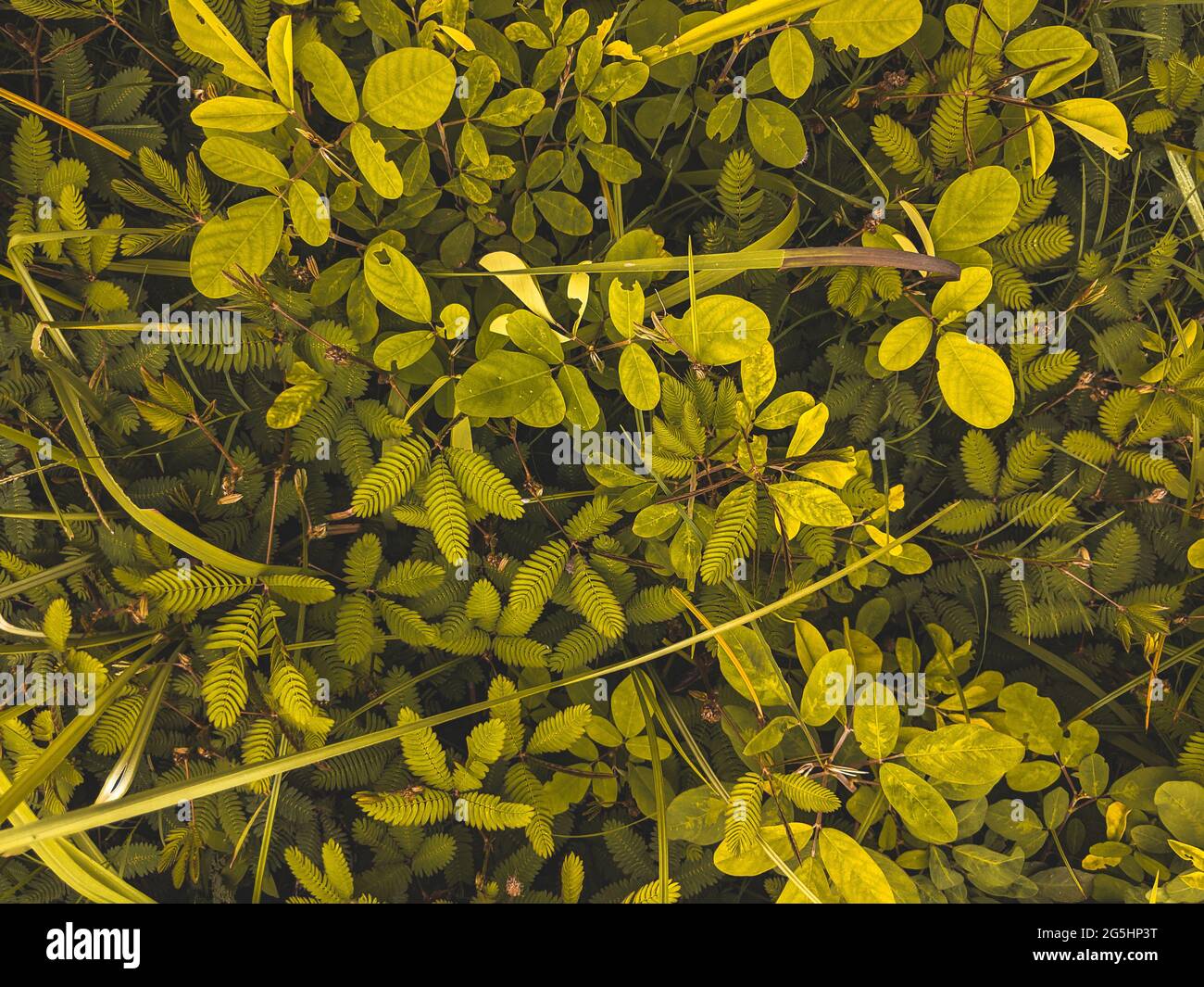 High angle shot of green leaves turning yellow Stock Photo - Alamy