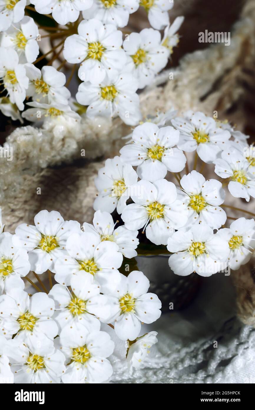 flowers of white alyssum . Photo. macro Stock Photo - Alamy