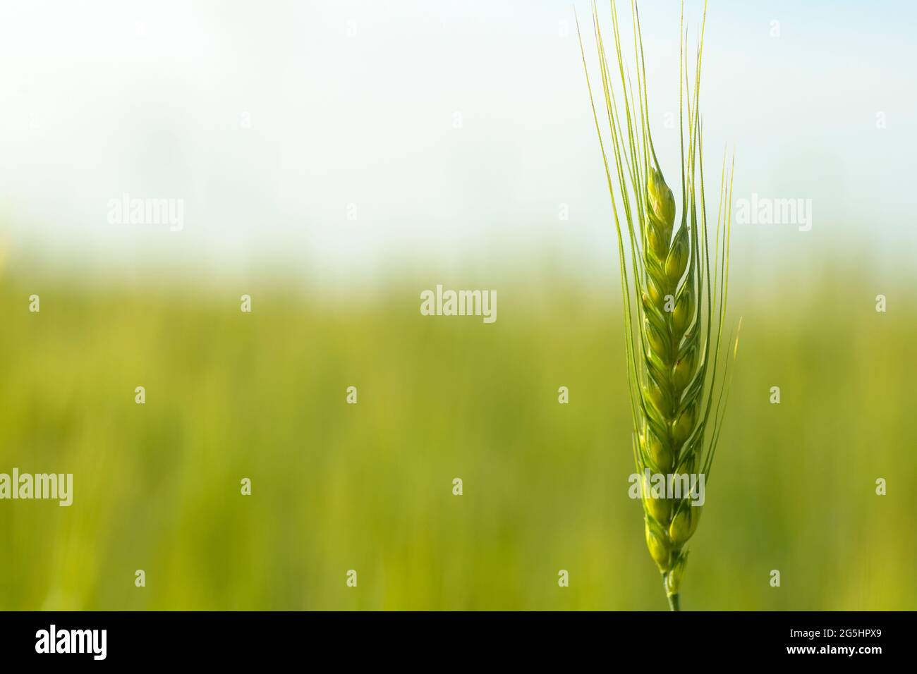 Wheat field background. Wheat harvest on a summer sunny field. Agriculture,  rye farming and growing bio eco food concept. High quality photo Stock  Photo - Alamy