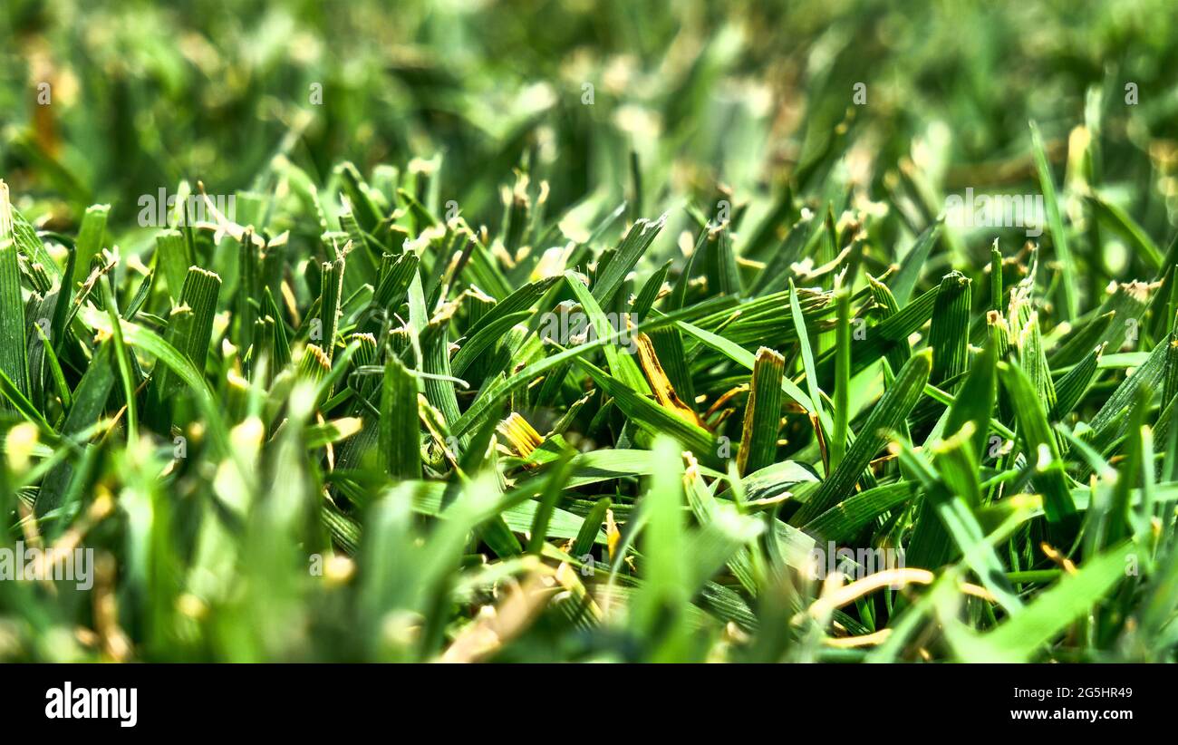 Freshly cut blades of grass ground level close up view Mouries Bouches du Rhone France Stock Photo Alamy