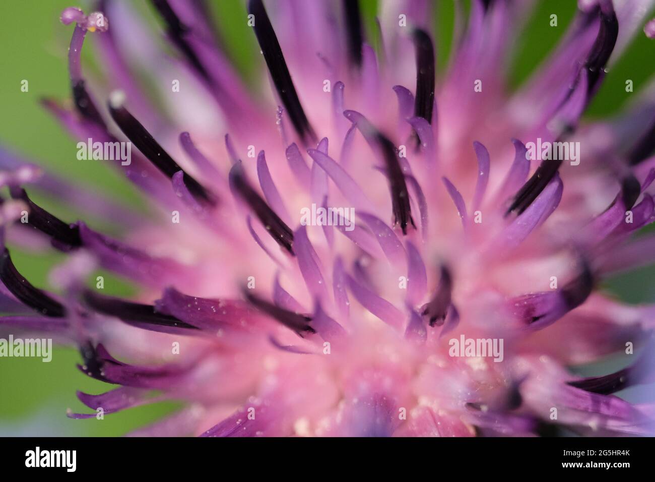 Purple flower of a mountain cornflower. Mountain cornflower bud, close-up. Macro image of a flower. Stock Photo