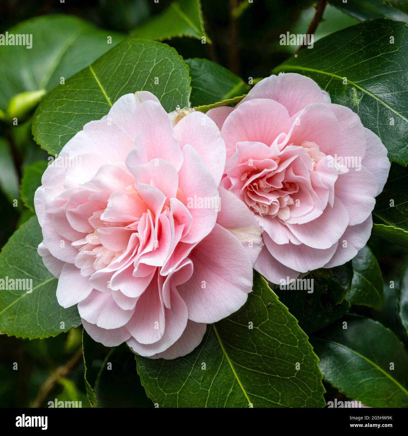 Japanese camelia hi-res stock photography and images - Alamy