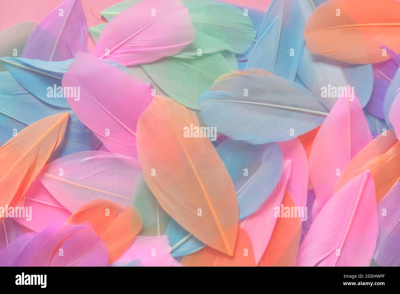 feathers background in pastel colors.Feathers texture. Variegated feathers surface Beautiful natural bright background.mottled Feathers Stock Photo