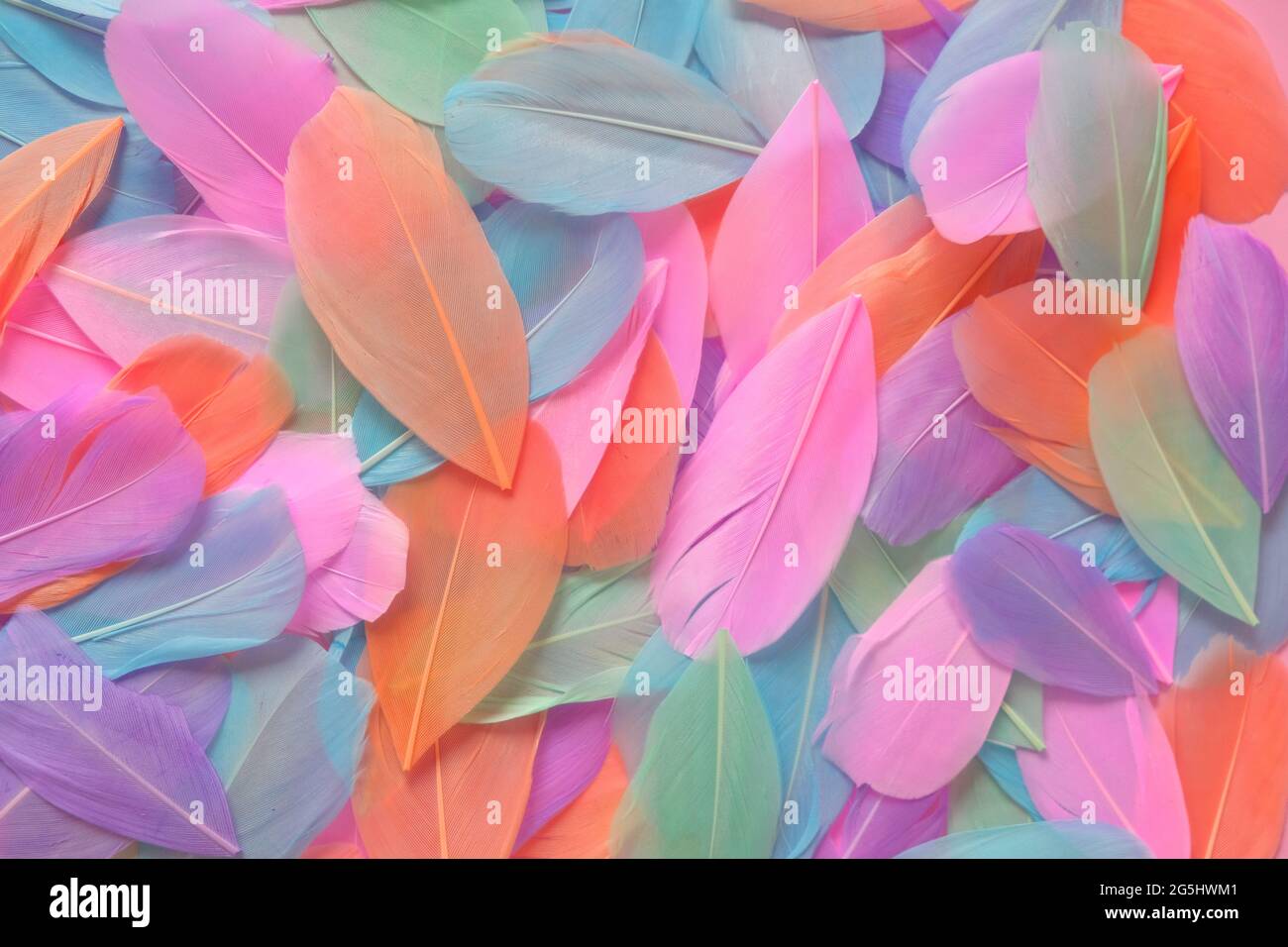 feathers background in pastel colors.Feathers texture. Variegated motley feathers surface Beautiful natural bright background.mottled Feathers Stock Photo