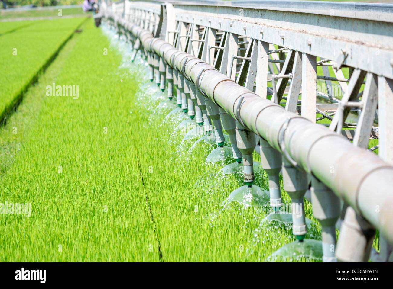 Rice Field Green agriculture ecosystem Asian rice paddy field Vietnam ...