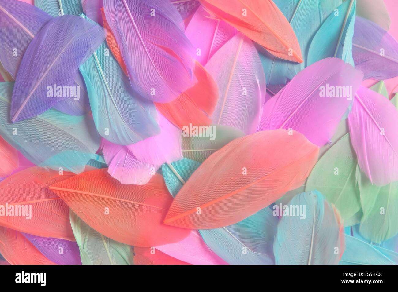 feathers background in pastel colors.Feathers texture. motley feathers surface Beautiful natural bright background.mottled Feathers Stock Photo