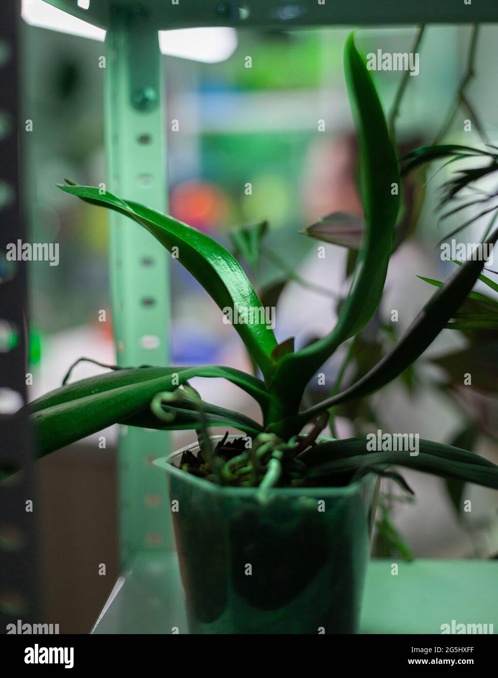 Pots with plants in biology experiment laboratory, scientific research