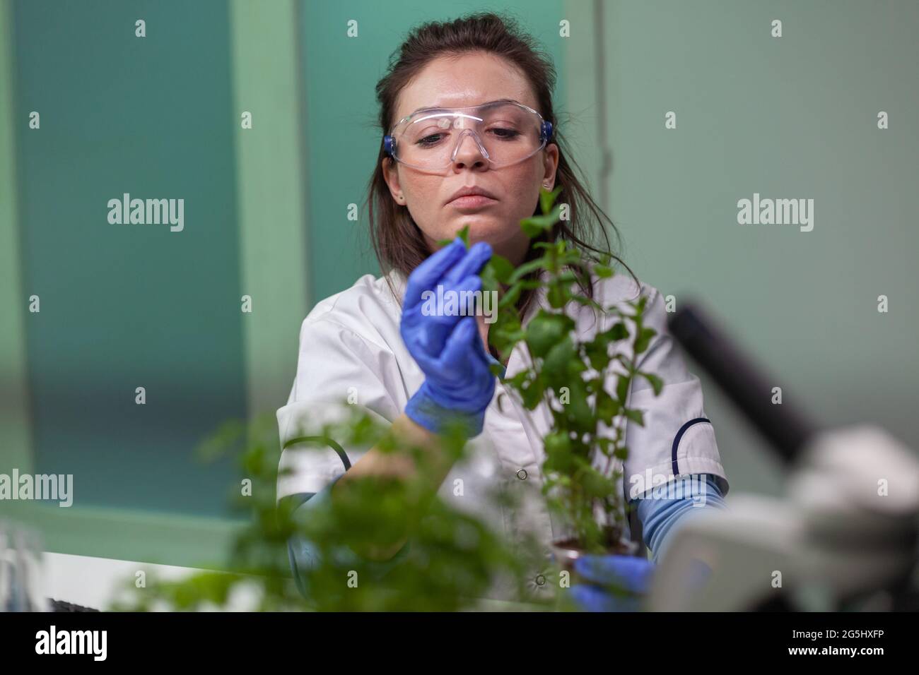 Botanist researcher woman examining green sapling observing genetic ...