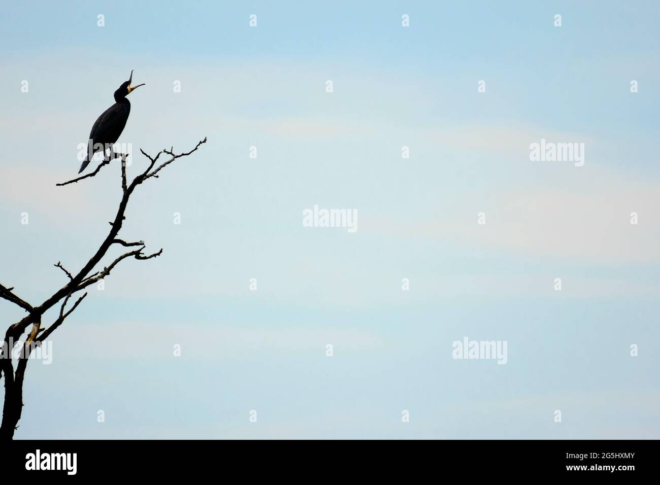 Phalacrocorax carbo black cormorant Stock Photo