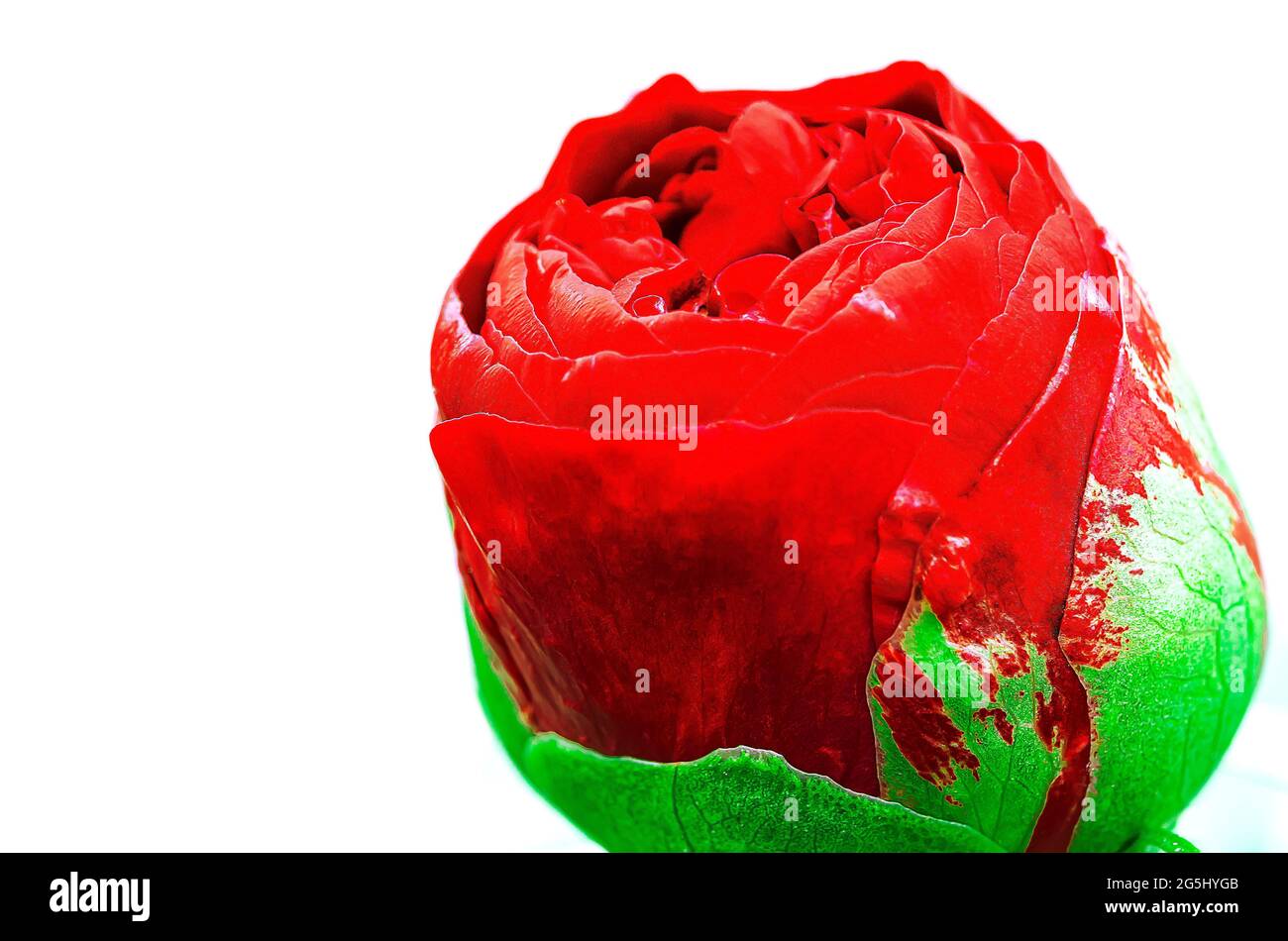 Bright red peony bud on a white background Stock Photo