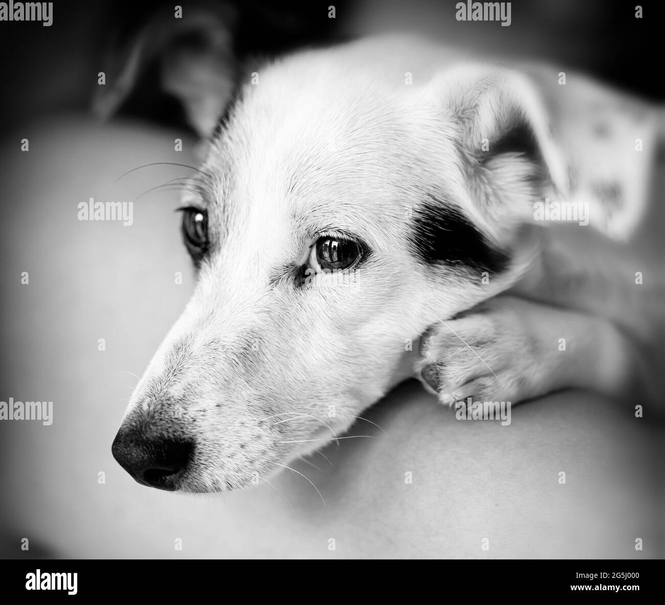 Brown and white jack russell Black and White Stock Photos & Images - Alamy