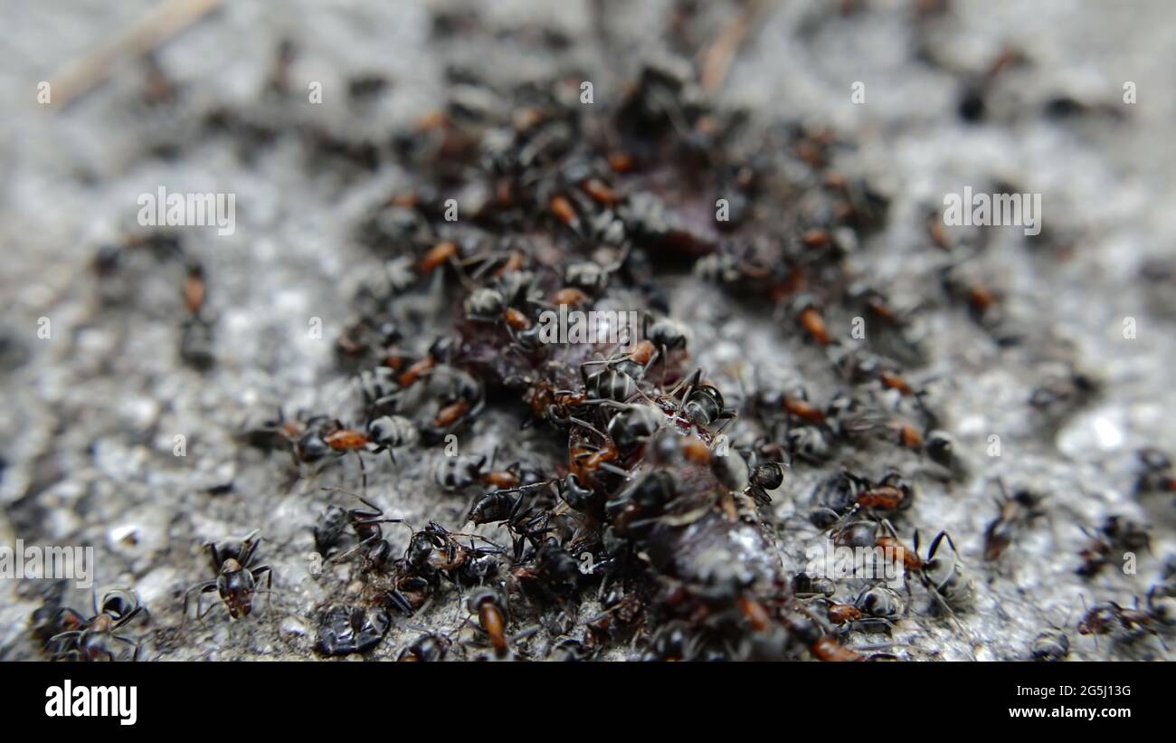 Meat ants hi-res stock photography and images - Alamy