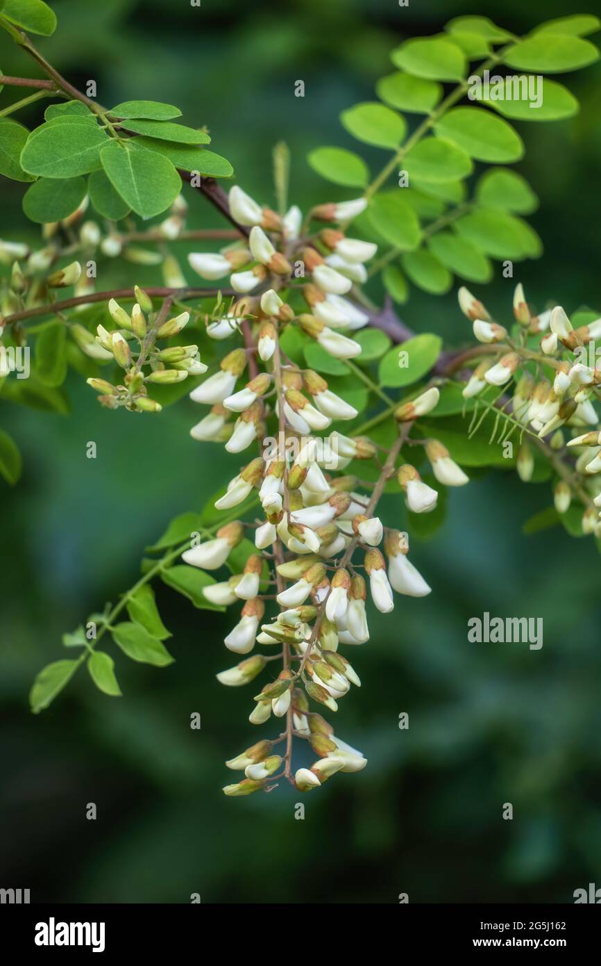 Robinia pseudoacacia, other names: false acacia or black locust, deciduous tree white flowers, pea family: Fabaceae. Stock Photo