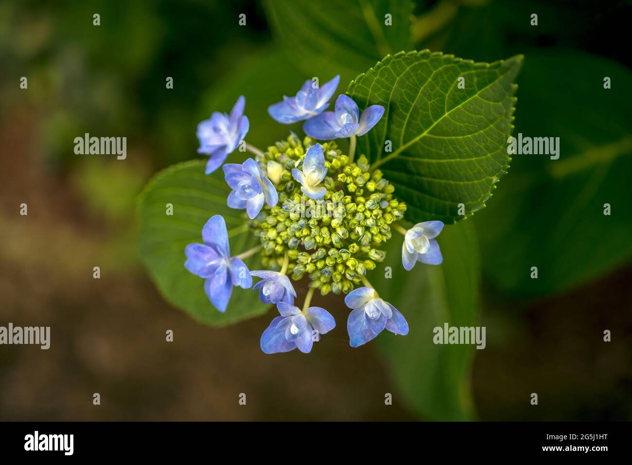 Lacecap hydrangea mophead macrophylla hi-res stock photography and ...
