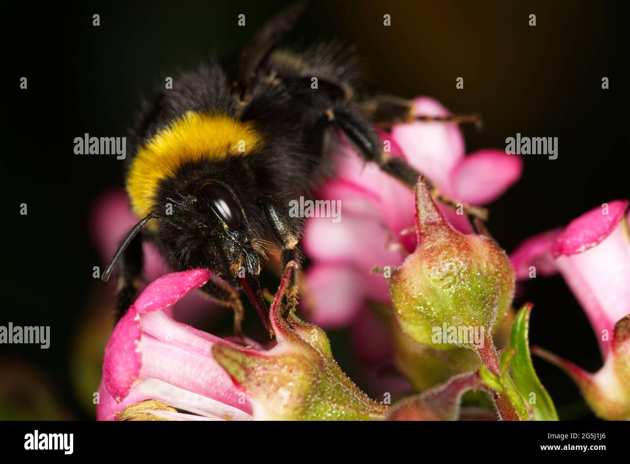 close up of bumble bee on flower Stock Photo