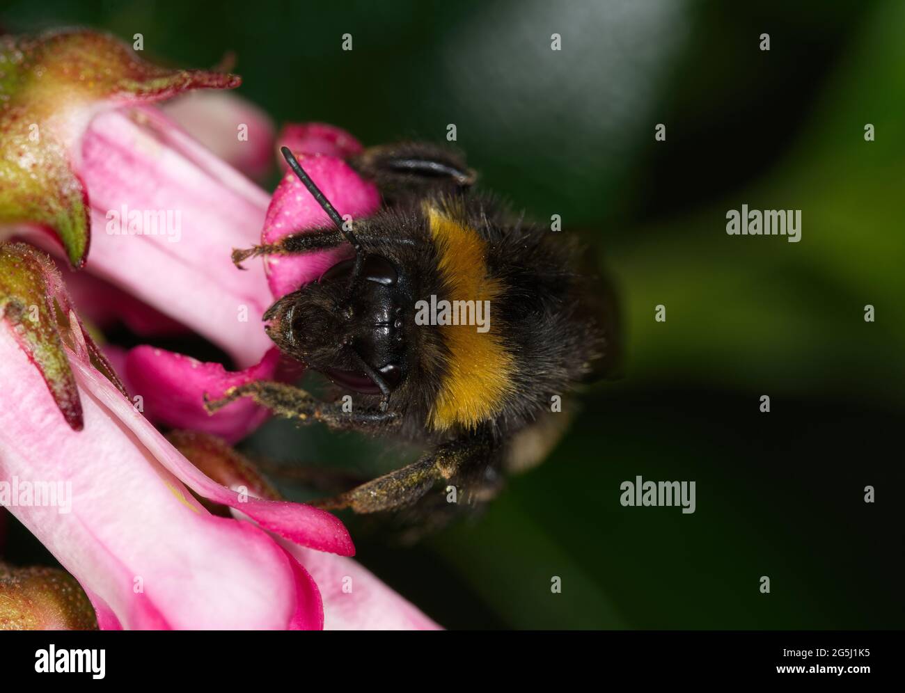 close up of bumble bee on flower Stock Photo