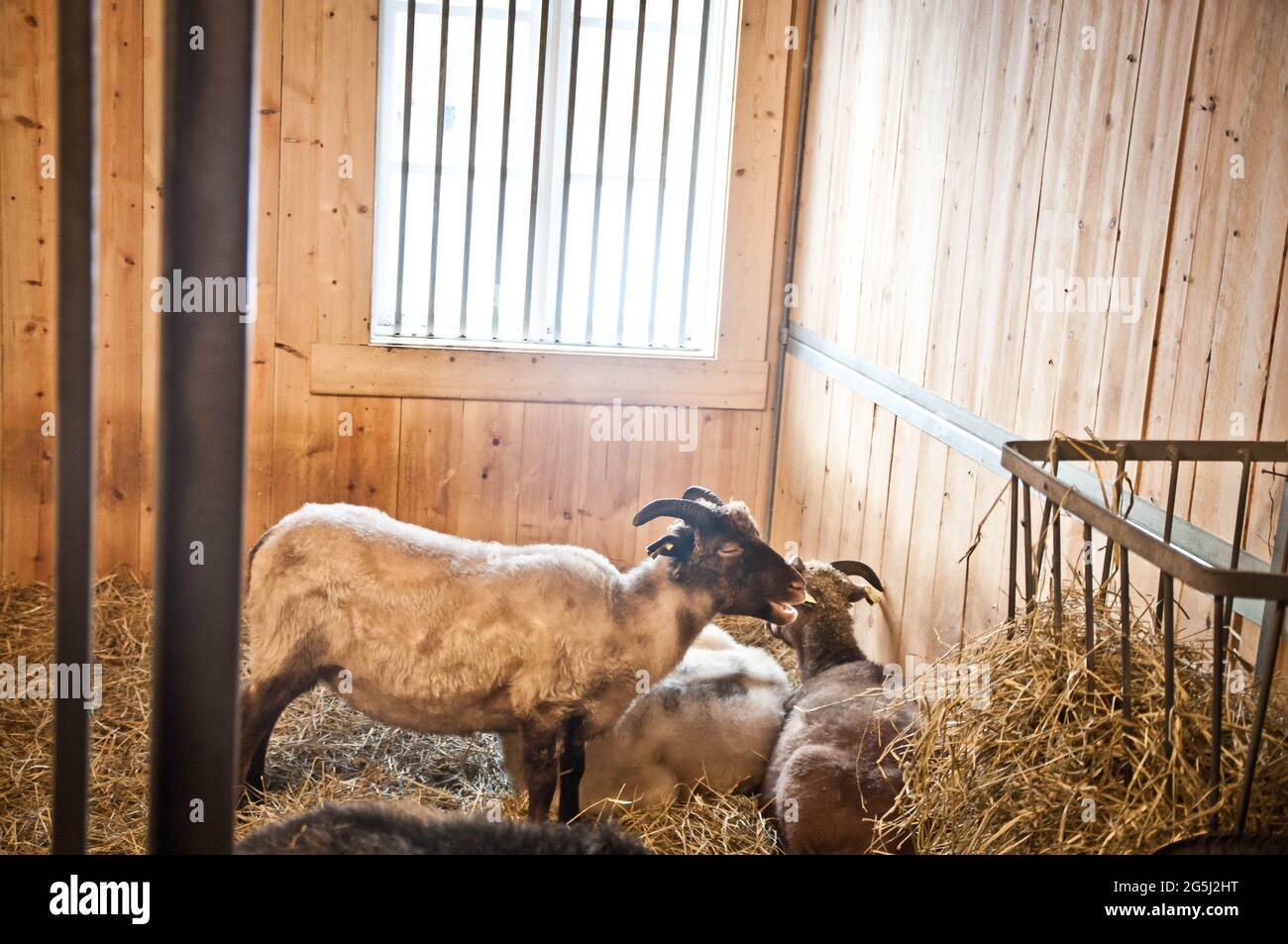 Many cute horned goats standing, resting and eating hay inside in an animal barn at a farm with window and wood walls in the rural countryside. Stock Photo
