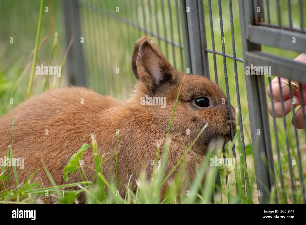 Closeup shot of a cute fluffy brown rabbit inside a cage Stock Photo ...