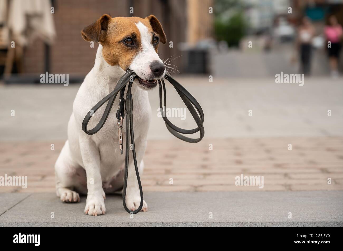 Lost jack russell sales terrier near me