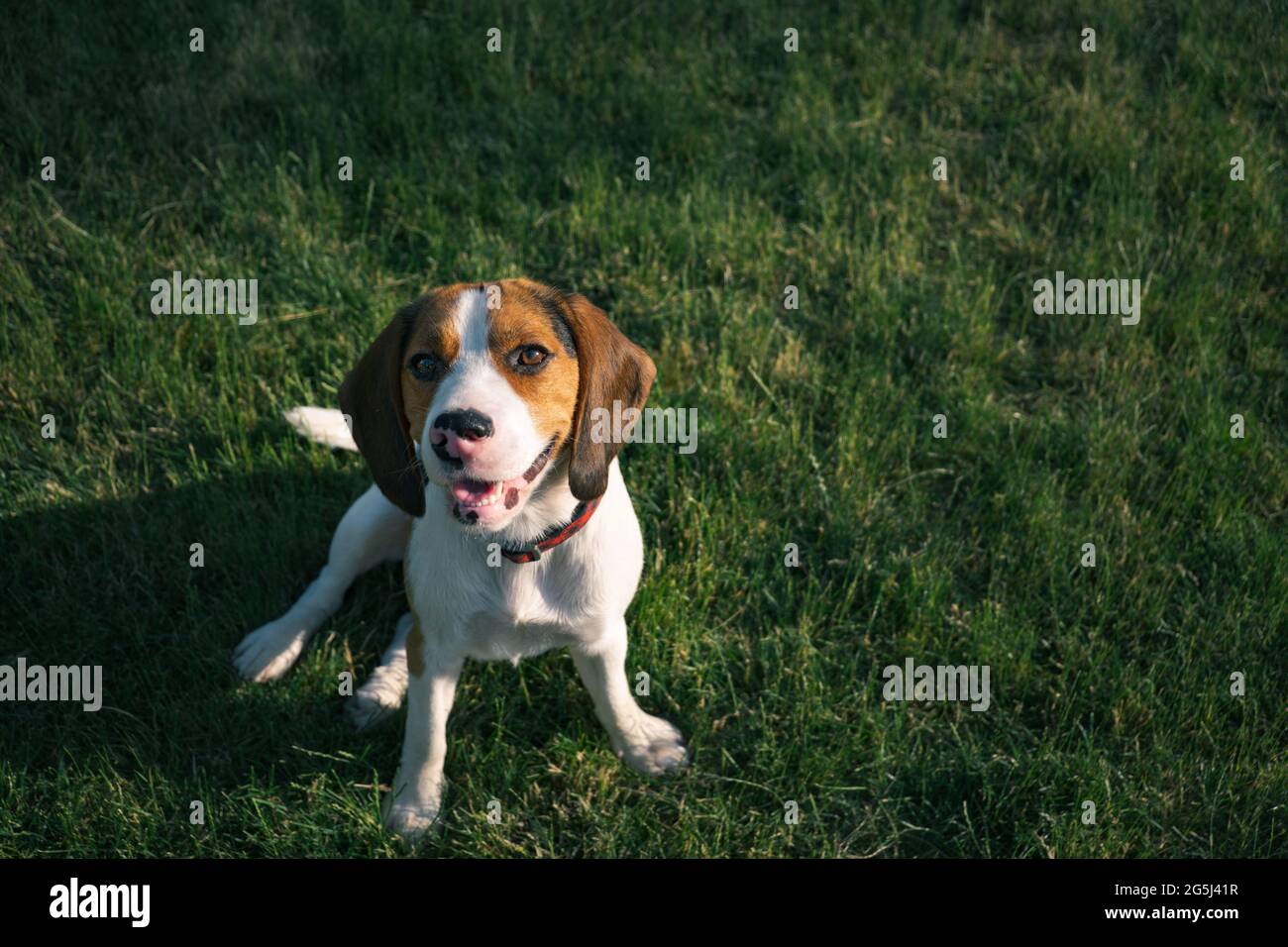 Beagle dog sits on the green grass. Outdoor portrait of a pedigree puppy Stock Photo