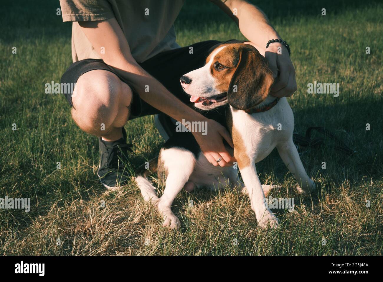 Beagle dog sits on green grass next to his owner. Low section shot of a purebred puppy next to owner Stock Photo